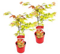 Bloomique - Lot de 2 - Acer Shirasawanum 'Moonrise' - Érable du Japon - Plantes de jardin - Résistant au gel - 50-70 cm de haut - Pot 19 cm