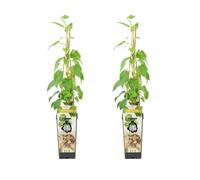 Bloomique - Lot de 2 - Actinidia Arguta Issai - Kiwiberry - Plantes fruitières - Plantes jardin - Rustiques - Hauteur 50-70 cm - Pot 15 cm