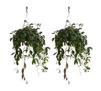 Bloomique - Lot de 2 - Aeschynanthus Marmoratus - Plante rouge à lèvres - Plante suspendue - Plante d'intérieur - Sans danger pour les animaux - Purificateur d'air - Hauteur 30-40 cm - Pot 17 cm