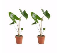 Bloomique - Lot de 2 - Alocasia Zebrina - Oreille d'éléphant - Plantes d'intérieur - Purificateur d'air - 30-50 cm de haut - Pot de 14 cm