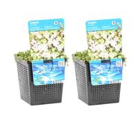 Bloomique - Lot de 2 - Anagallis Tenella - Mouron délicat - Plantes de bassin - Résistante au gel - Hauteur 10-20 cm - Pot 11 cm