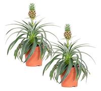 Bloomique - Lot de 2 - Ananas Mi Amigo - Plante ananas - Plante anti-ronflement - Plante d’intérieur - Sans danger pour les animaux - Dépolluante - 30-40 cm de haut - Pot 12 cm