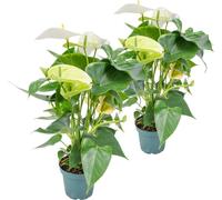 Bloomique - Lot de 2 - Anthurium - Plante flamant rose - Blanc - Plante d’intérieur - Dépolluante - 30-40 cm de haut - Pot 12 cm