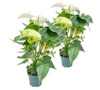 Bloomique - Lot de 2 - Anthurium - Plante flamant rose - Blanc - Plante d’intérieur - Dépolluante - 30-40 cm de haut - Pot 12 cm