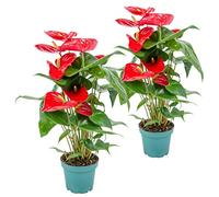Bloomique - Lot de 2 - Anthurium - Plante flamant rose - Rouge - Plante d’intérieur - Dépolluante - 30-40 cm de haut - Pot 12 cm