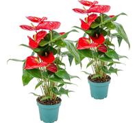 Bloomique - Lot de 2 - Anthurium - Plante flamant rose - Rouge - Plante d’intérieur - Dépolluante - 30-40 cm de haut - Pot 12 cm