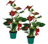 Bloomique - Lot de 2 - Anthurium - Plante flamant rose - Rouge - Plante d’intérieur - Dépolluante - 40-60 cm de haut - Pot 14 cm