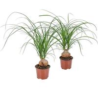 Bloomique - Lot de 2 - Beaucarnea Nolina - Pied d’Éléphant - Plantes d’intérieur - Dépolluante - Sans danger pour les animaux - Facile d’entretien - Hauteur 30-40 cm - Pot 12 cm