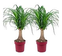 Bloomique - Lot de 2 - Beaucarnea Recurvata - Pied d’éléphant - Plantes d’intérieur - Dépolluante - Sans danger pour les animaux - Entretien facile - Hauteur 50-60 cm - Pot 15 cm