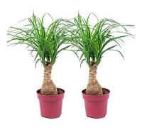 Bloomique - Lot de 2 - Beaucarnea Recurvata - Pied d’éléphant - Plantes d’intérieur - Dépolluante - Sans danger pour les animaux - Entretien facile - Hauteur 30-40 cm - Pot 12 cm