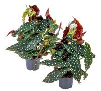 Bloomique - Lot de 2 - Begonia Maculata - Bégonia à pois - Plante à pois - Plante d’intérieur - Dépolluante - Hauteur 20-30 cm - Pot 12 cm