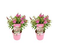 Bloomique - Lot de 2 - Buddleja Butterfly Little Pink - Arbre à papillons - Plantes de jardin - Rustique - 30-40 cm de haut - Pot 19 cm