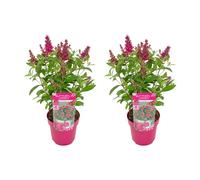 Bloomique - Lot de 2 - Buddleja Butterfly Little Ruby - Arbre à papillons - Plantes de jardin - Rustique - 30-40 cm de haut - Pot 19 cm