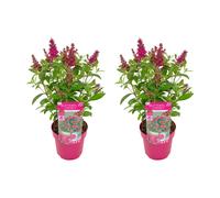 Bloomique – Lot de 2 – Buddleja Butterfly Little Ruby – Arbre à papillons – Plantes de jardin – Rustique – 30-40 cm de haut – Pot 19 cm
