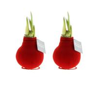 Bloomique - Lot de 2 - Bulbe d’Amaryllis en cire - Revêtement en velours rouge - Bulbe floral - No Water Flowers - Décoration de Noël - Hauteur 15-25 cm - Pousse jusqu’à 40-60 cm - Ø 10 cm