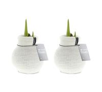 Bloomique - Lot de 2 - Bulbe d'Amaryllis en Cire - Blanc Cosy - Bulbe à Fleurs - Fleurs sans Eau - Décorations de Noël - 15-25 cm de Haut à la Livraison - Pousse jusqu'à 40-60 cm - 10 cm de diamètre