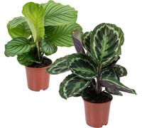 Bloomique - Lot de 2 Calathea - Medallion et Orbifolia - Plantes paon - Dépolluantes - Pet Friendly - 40-50 cm de Haut - Pot 14 cm
