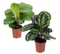 Bloomique - Lot de 2 Calathea - Medallion et Orbifolia - Plantes paon - Dépolluantes - Pet Friendly - 40-50 cm de Haut - Pot 14 cm