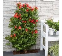 Bloomique - Lot de 2 - Campsis radicans 'Flamengo' - Bignone rouge - Plantes grimpantes - Plantes de jardin - Rustiques - 50-70 cm de haut - Pot 15 cm