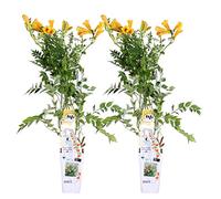 Bloomique - Lot de 2 - Campsis radicans 'Flava' - Bignone jaune - Plantes grimpantes - Plantes de jardin - Rustiques - 50-70 cm de haut - Pot 15 cm