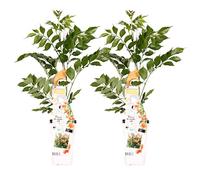 Bloomique - Lot de 2 - Campsis radicans 'Galen' - Bignone orange - Plantes grimpantes - Plantes de jardin - Rustiques - 50-70 cm de haut - Pot 15 cm