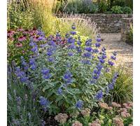 Bloomique - Lot de 2 - Caryopteris Clandonensis Heavenly Blue - Barbe-Bleue - Plantes jardin - Rustiques - Hauteur 30-50 cm - Pot 19 cm
