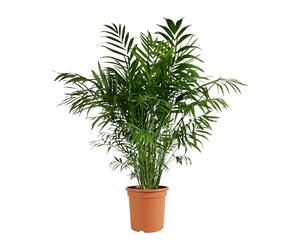 Bloomique - Lot de 2 - Chamaedorea Elegans - Palmier nain du Mexique - Plantes d'intérieur - Purifiant l'air - Respectueux des animaux - Facile d'entretien - Hauteur 80-100 cm - Pot 20 cm