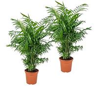 Bloomique - Lot de 2 - Chamaedorea Elegans - Palmier Nain Mexicain - Plantes d’intérieur - Dépolluantes - Sans danger pour les animaux - Facile d’entretien - 50-60 cm de haut - Pot 17 cm
