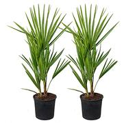 Bloomique - Lot de 2 - Chamaerops Humilis - Palmier nain européen - Palmier rustique - Plantes de jardin - 40-50 cm de haut - Pot 15 cm