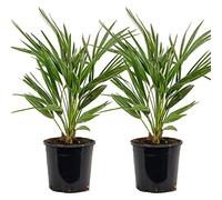 Bloomique - Lot de 2 - Chamaerops Humilis - Palmier nain européen - Palmier rustique - Plantes de jardin - 60-70 cm de haut - Pot 19 cm