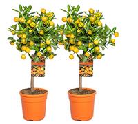 Bloomique - Lot de 2 - Citrus Calamondin - Oranger d’appartement - Agrume - Arbre fruitier - Plantes de jardin - 50-70 cm de haut - Pot 19 cm