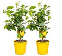 Bloomique - Lot de 2 - Citrus Limon - Citronnier - Agrume - Arbre fruitier - Plantes de jardin - 50-70 cm de haut - Pot 19 cm