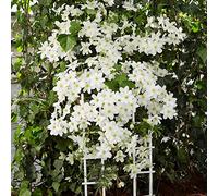 Bloomique - Lot de 2 - Clematis 'Avalanche' - Clématite à grandes fleurs - Blanche - Plantes grimpantes - Plantes de jardin - Rustiques - Persistante - 50-70 cm de haut - Pot 15 cm