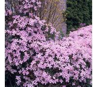 Bloomique - Lot de 2 - Clematis montana 'Rubens' - Clématite rose clair - Plantes grimpantes - Plantes de jardin - Rustiques - 50-70 cm de haut - Pot 15 cm