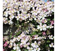 Bloomique - Lot de 2 - Clematis montana 'Tetrarose' - Clématite rose - Plantes grimpantes - Plantes de jardin - Rustiques - 50-70 cm de haut - Pot 15 cm