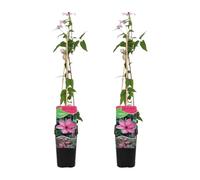 Bloomique - Lot de 2 - Clématite Hagley Hybride - Vigne forestière - Rose - Plantes grimpantes - Plantes de jardin - Rustiques - Pot 15 cm - 70-80 cm de haut