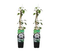 Bloomique - Lot de 2 - Clématite Miss Bateman - Vigne forestière - Blanc - Plantes grimpantes - Plantes de jardin - Rustiques - Pot 15 cm - 70-80 cm de haut