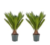 Bloomique - Lot de 2 - Cycas Revoluta - Palmier de la paix - Sagoutier - Plante d’intérieur - Très facile d’entretien - Hauteur 60-80 cm - Pot 17 cm