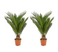 Bloomique - Lot de 2 - Cycas Revoluta - Palmier de la paix - Sagoutier - Plante d’intérieur - Très facile d’entretien - Hauteur 40-50 cm - Pot 15 cm