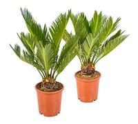 Bloomique - Lot de 2 - Cycas Revoluta - Palmier Sagou - Palmier d'intérieur - Plantes d’intérieur - Très Facile à Entretenir - 30-40 cm de Haut - Pot 12 cm