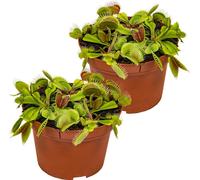Bloomique - Lot de 2 - Dionaea Muscipula - Dionée Attrape-Mouche - Plante Carnivore - Plantes d’intérieur - 10-15 cm de Haut - Pot 12 cm