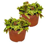 Bloomique - Lot de 2 - Dionaea Muscipula - Dionée Attrape-Mouche - Plante Carnivore - Plantes d’intérieur - Hauteur 10-15 cm - Pot 12 cm