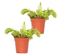 Bloomique - Lot de 2 - Dionaea Muscipula - Plante Carnivore - Facile d’entretien - 05-10 cm