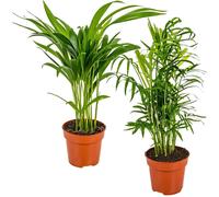 Bloomique - Lot de 2 - Dypsis & Chamaedorea - Palmiers d’intérieur - Dépolluants - Pet Friendly - 30-40 cm de Haut - Pot 12 cm