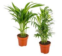Bloomique - Lot de 2 - Dypsis & Chamaedorea - Palmiers d’intérieur - Dépolluants - Sans danger pour les animaux - Hauteur 30-40 cm - Pot 12 cm