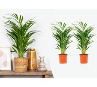 Bloomique - Lot de 2 - Dypsis Lutescens - Palmier Areca - Plante d’intérieur - Dépolluante - Sans danger pour les animaux - Hauteur 60-70 cm - Pot 17 cm
