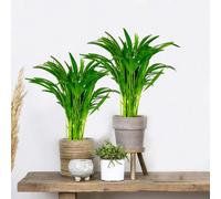 Bloomique - Lot de 2 - Dypsis Lutescens - Palmier Areca - Plantes d’intérieur - Dépolluante - Sans danger pour les animaux - Hauteur 40-50 cm - Pot 14 cm