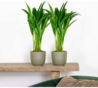 Bloomique - Lot de 2 - Dypsis Lutescens - Palmier Areca - Plantes d’intérieur - Dépolluante - Sans danger pour les animaux - Hauteur 20-30 cm - Pot 10,5 cm