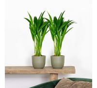 Bloomique - Lot de 2 - Dypsis Lutescens - Palmier Areca - Plantes d’intérieur - Dépolluante - Sans danger pour les animaux - Hauteur 20-30 cm - Pot 10,5 cm