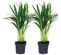 Bloomique - Lot de 2 - Dypsis Lutescens - Palmier doré - Plante d’intérieur - Facile d’entretien - 20-25 cm